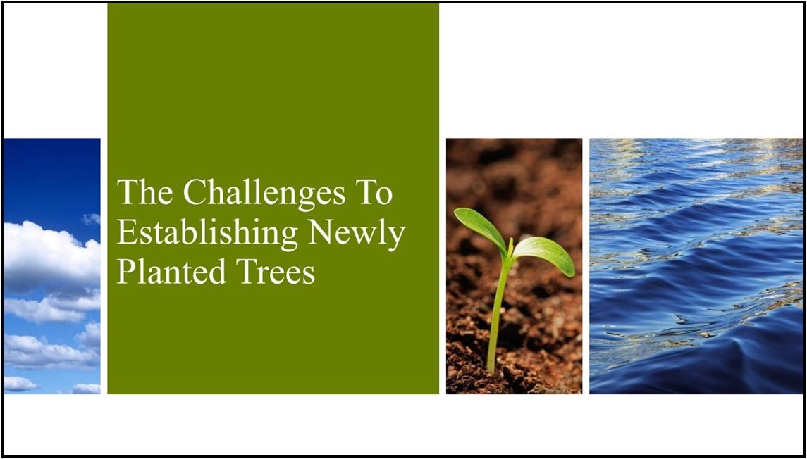 The challenges to establishing newly planted trees