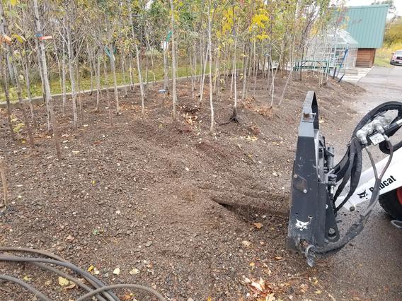 Harvesting bare root trees with skid steer